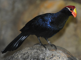 Смотреть фото Фиолетовый турако Фото Фиолетовый турако