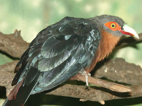 Фото Каштановогрудая кустарниковая кукушка