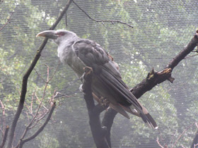 Смотреть фото Исполинская кукушка Фото Исполинская кукушка