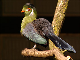 Смотреть фото Шлемоносный турако Фото Шлемоносный турако