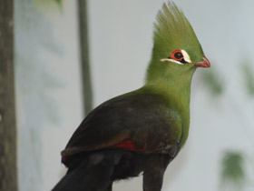 Гвинейский турако Гвинейский турако