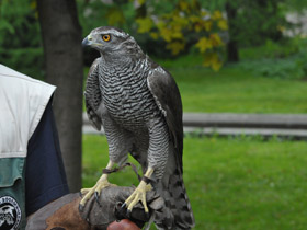Смотреть фото Ястреб-тетеревятник Фото Ястреб-тетеревятник