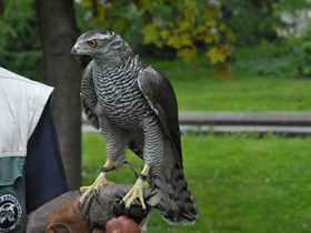 Смотреть фото Ястреб-тетеревятник Фото Ястреб-тетеревятник