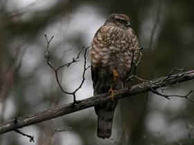 Смотреть фото Ястреб-перепелятник Фото Ястреб-перепелятник