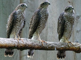 Ястреб-перепелятник Ястреб-перепелятник