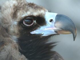 Черный гриф Черный гриф
