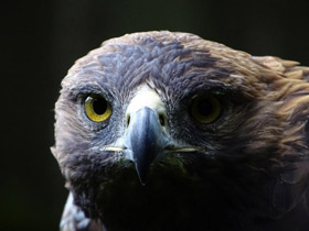 Смотреть фото Беркут Фото Беркут