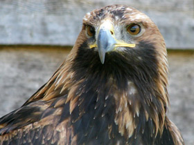 Беркут Беркут