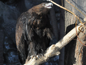 Смотреть фото Беркут Фото Беркут