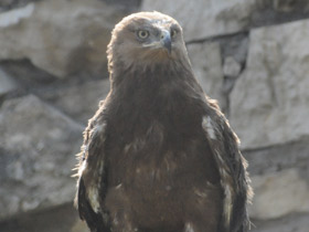 Фото Размножение птиц в неволе и в природе