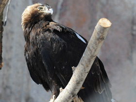 Смотреть фото Могильник Фото Могильник