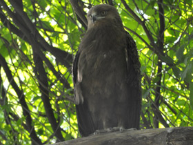 Смотреть фото Малый подорлик Фото Малый подорлик