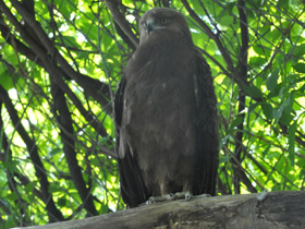 Смотреть фото Малый подорлик Фото Малый подорлик