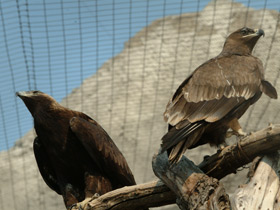 Фото Каменный орел