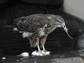 Смотреть фото Обыкновенный канюк Фото Обыкновенный канюк