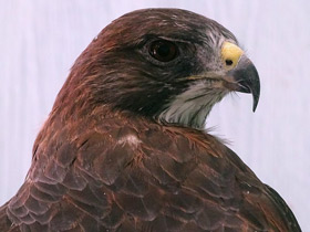 Смотреть фото Свенсонов канюк Фото Свенсонов канюк