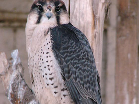 Смотреть фото Ланнер Фото Ланнер