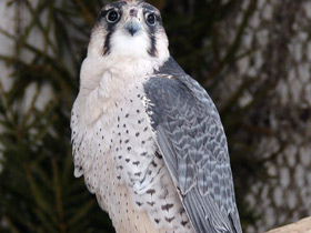 Смотреть фото Ланнер Фото Ланнер