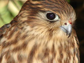 Смотреть фото Дербник Фото Дербник