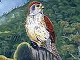 Фото Реюньонская пустельга