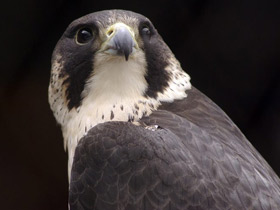 Фото Сапсан