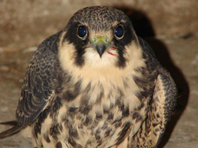 Смотреть фото Чеглок Фото Чеглок