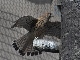 Смотреть фото Обыкновенная пустельга Фото Обыкновенная пустельга