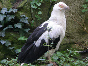 Фото Пальмовый гриф