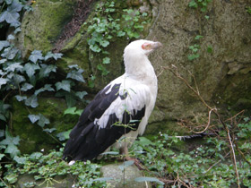 Фото Пальмовый гриф