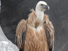 Фото Белоголовый сип