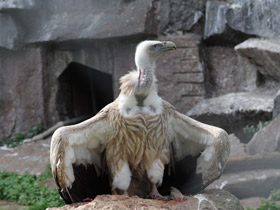 Фото Белоголовый сип