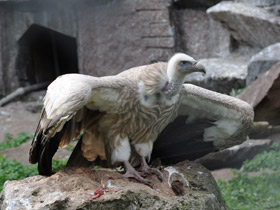 Фото Белоголовый сип