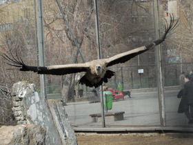 Фото Белоголовый сип