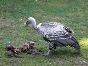 Смотреть фото Гриф Рюппеля Фото Гриф Рюппеля