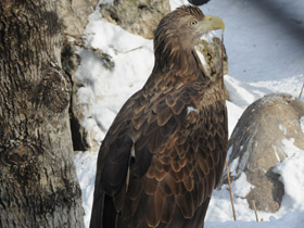 Фото Орлан-белохвост