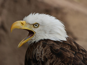 Смотреть фото Белоголовый орлан Фото Белоголовый орлан