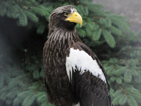 Белоплечий орлан Белоплечий орлан