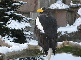 Смотреть фото Белоплечий орлан Фото Белоплечий орлан