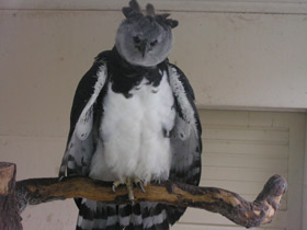 Смотреть фото Южноамериканская гарпия Фото Южноамериканская гарпия