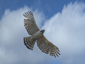 Фото Хохлатый орел