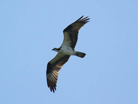 Смотреть фото Скопа Фото Скопа