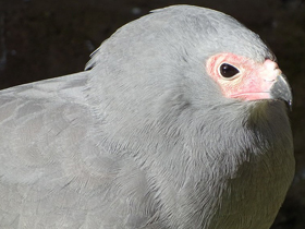 Смотреть фото Африканский лунёвый ястреб Фото Африканский лунёвый ястреб