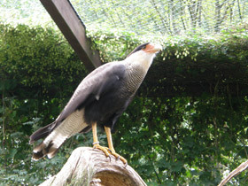 Смотреть фото Обыкновенная каракара Фото Обыкновенная каракара