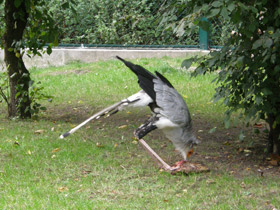 Смотреть фото Птица-секретарь Фото Птица-секретарь