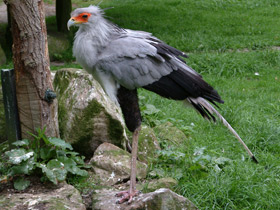 Смотреть фото Птица-секретарь Фото Птица-секретарь