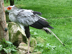 Смотреть фото Птица-секретарь Фото Птица-секретарь