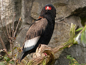 Смотреть фото Орёл-скоморох Фото Орёл-скоморох