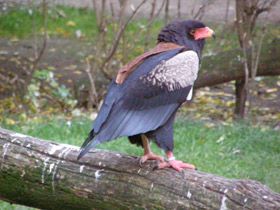 Смотреть фото Орёл-скоморох Фото Орёл-скоморох