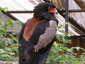 Смотреть фото Орёл-скоморох Фото Орёл-скоморох