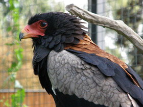 Смотреть фото Орёл-скоморох Фото Орёл-скоморох